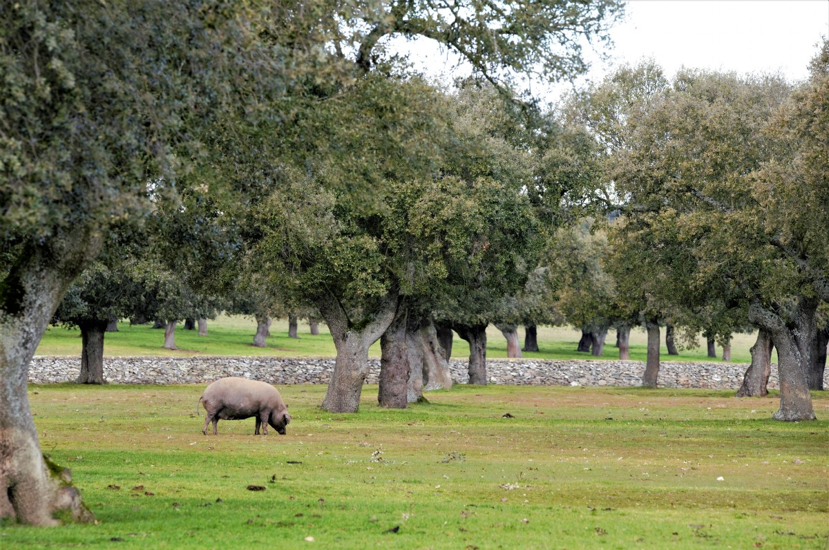 Dehesa extremadura