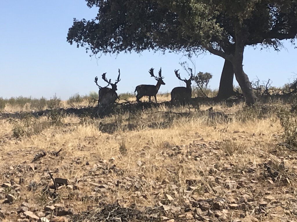 Gamos bajo encina en dehesa. Montería y rececho de gamos en España.