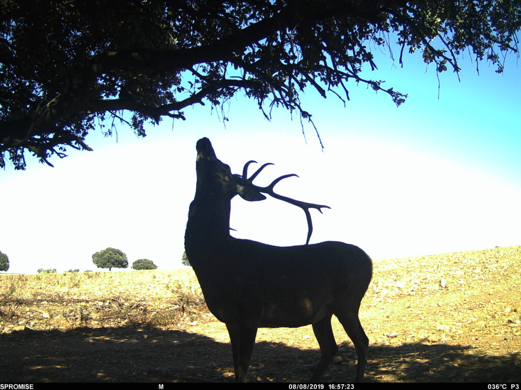 Ciervo comiendo en encina, Toledo España. Monterías de ciervos