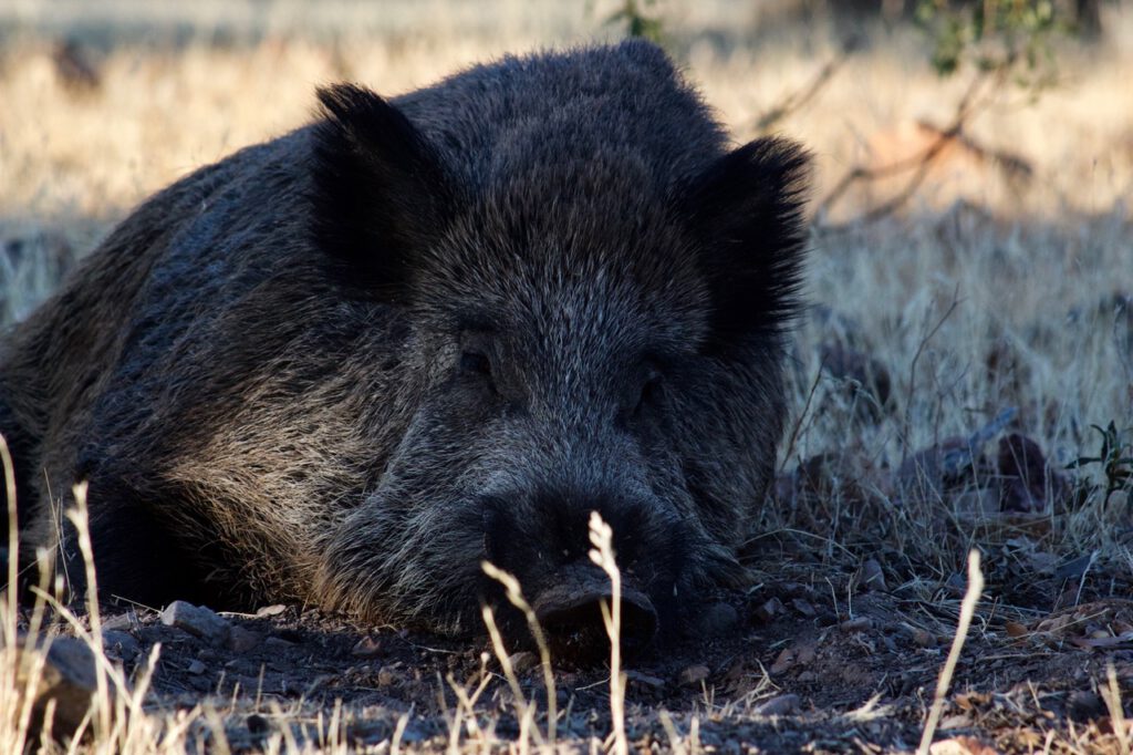 Jabalí ibérico puro tumbado en finca de caza en el sur de España. Monterías de Jabalíes en España.