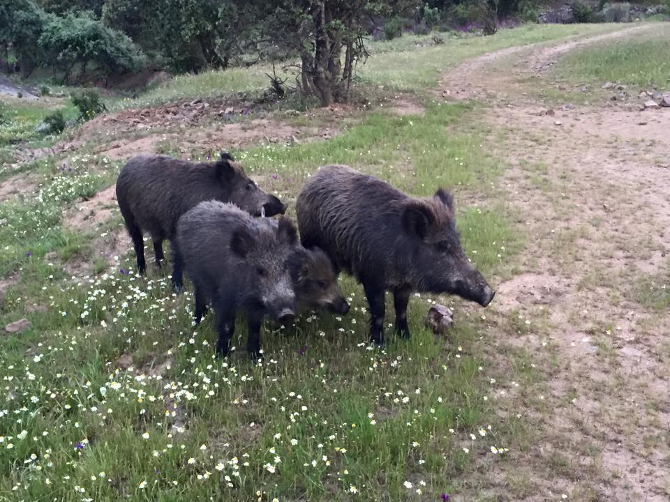 Jabalíes en Extremadura. Rececho y monterías de Jabalís.