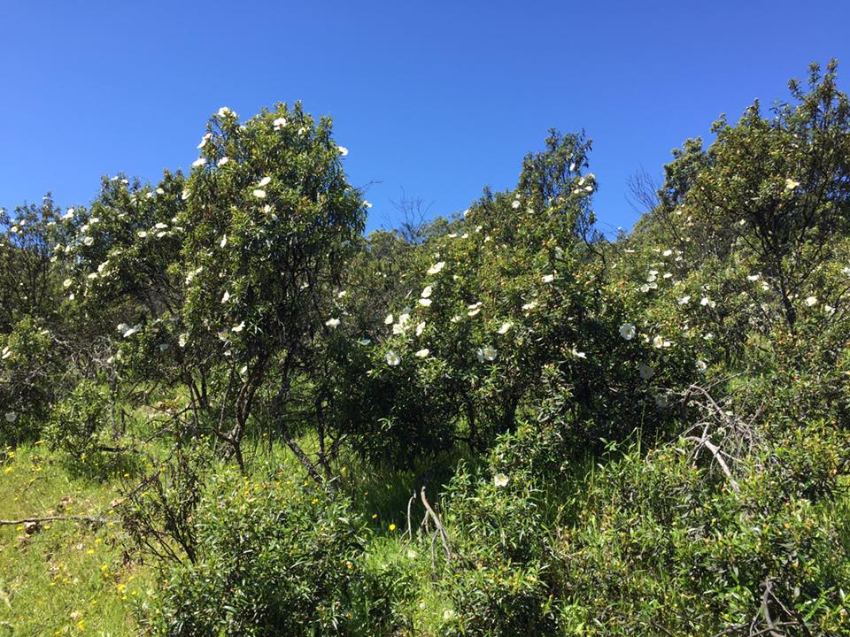 Recechos y monterías en Extremadura. Gestión y venta de fincas.