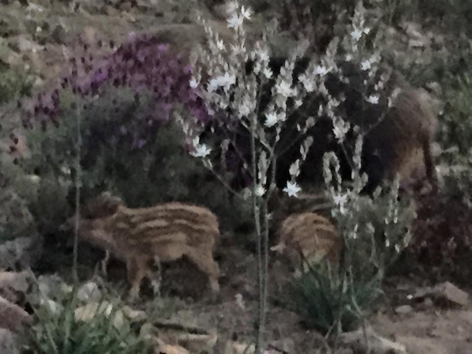 Rayones de Jabalí. Monterías de Jabalí en Extremadura