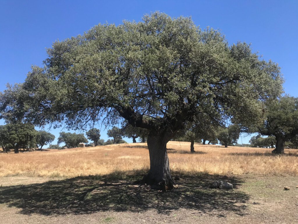 Gestión forestal contra incendios y mantenimiento en fincas rústicas
