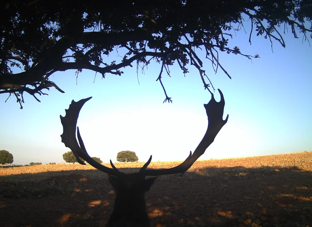 Venta de fincas de caza mayor y gestión de venta de fincas de caza mayor en España