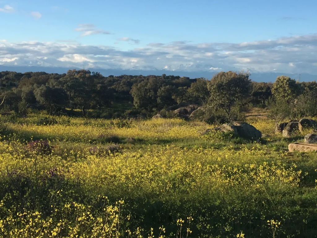 Venta y gestión de fincas en España